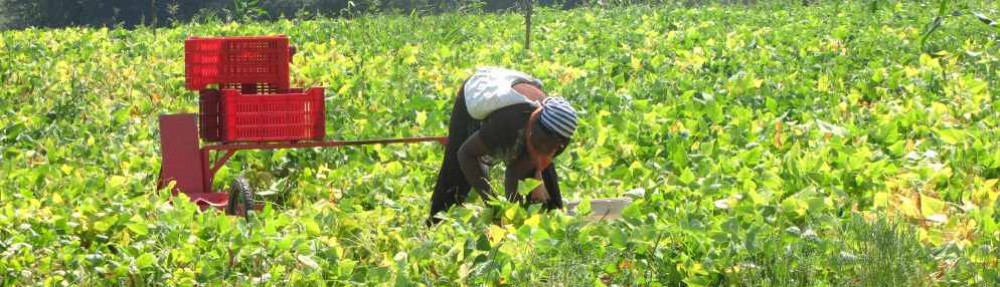 Agricoltura contadina & braccianti stagionali migranti