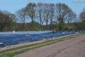 Travailleurs saisonniers dans un champs d'asperges, Basse-Saxe, Allemagne